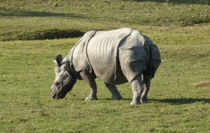 Kaziranga National park