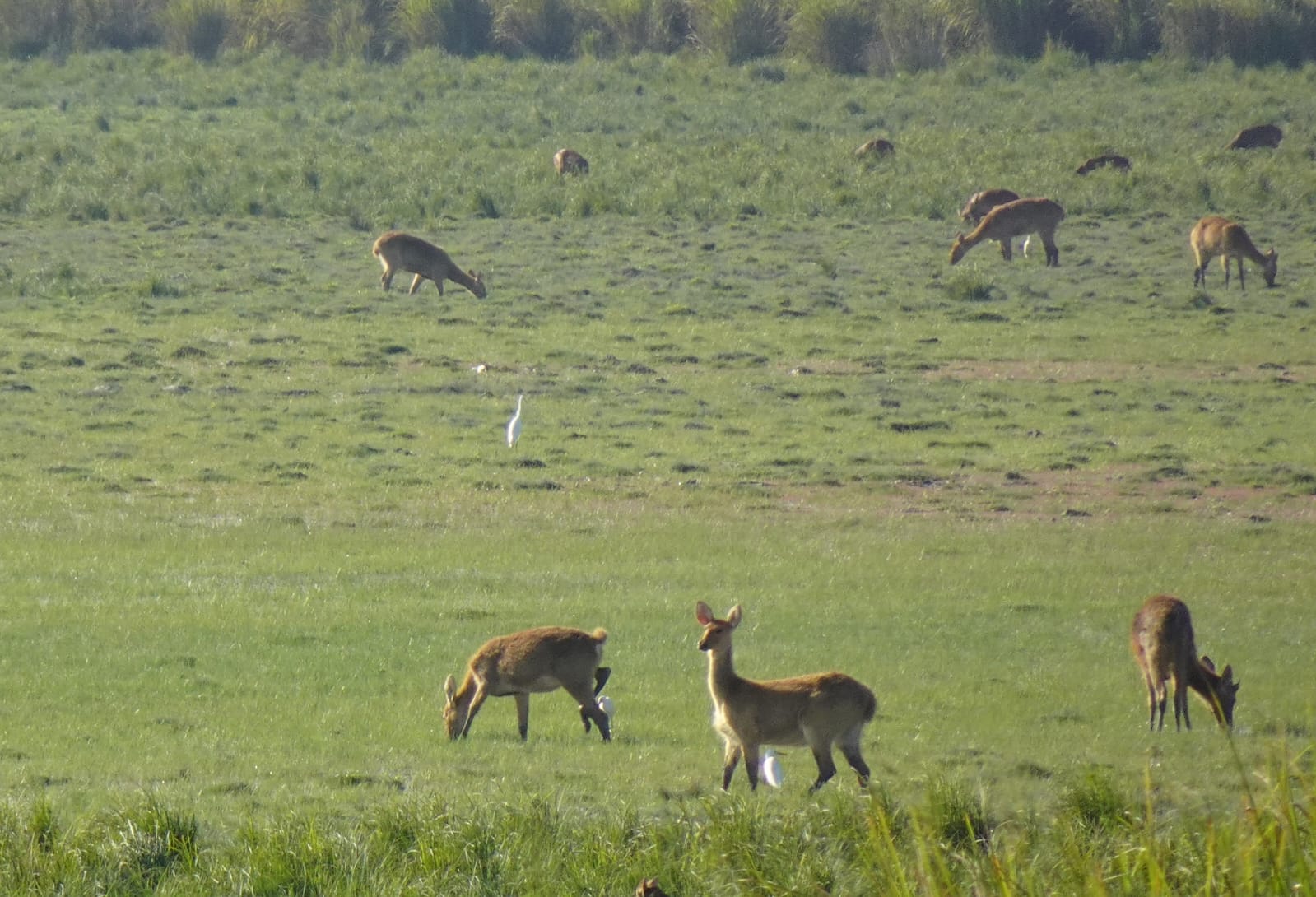 Kaziranga National Park